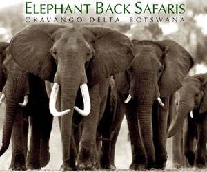 Elephant Back Safaris