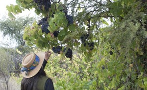 Villalobos Carignan Reserva