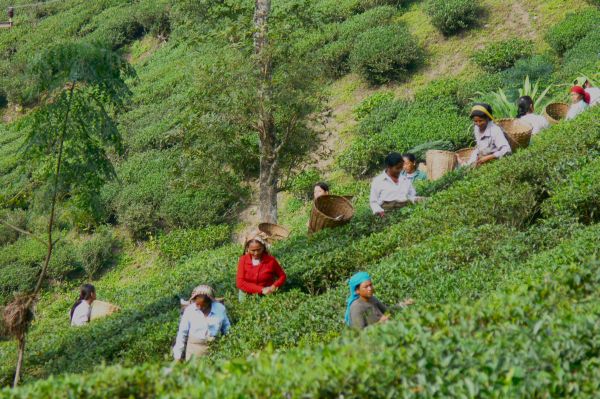 Glenburn Tea Estate