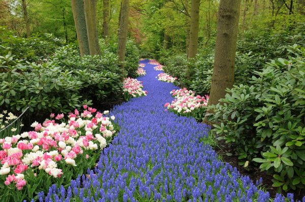 Keukenhof path