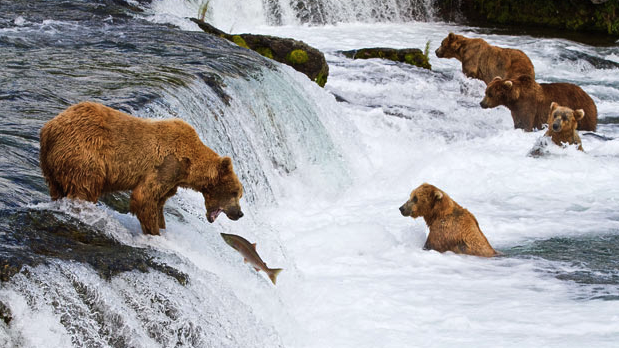 Bears and salmon