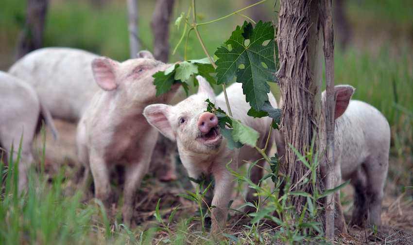 Argentina piglets