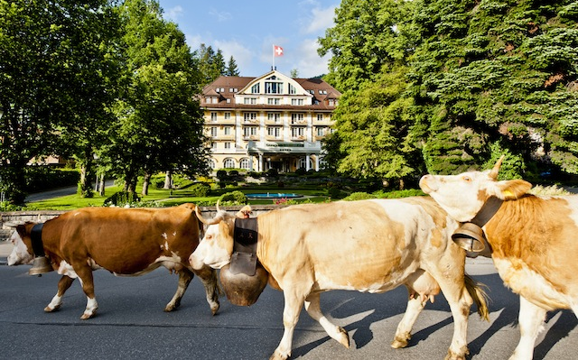 Gstaad Bellevue Cows