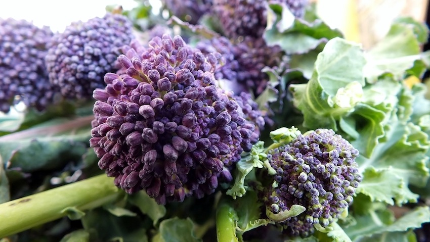 Purple Sprouting Broccoli