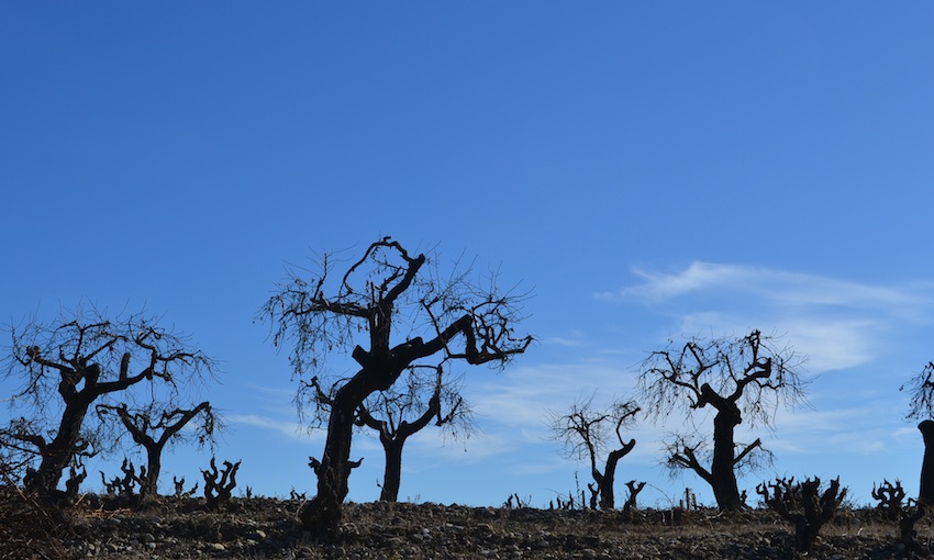 gnarly vines