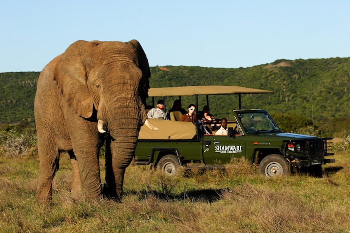 Shamwari Game Reserve Game drives