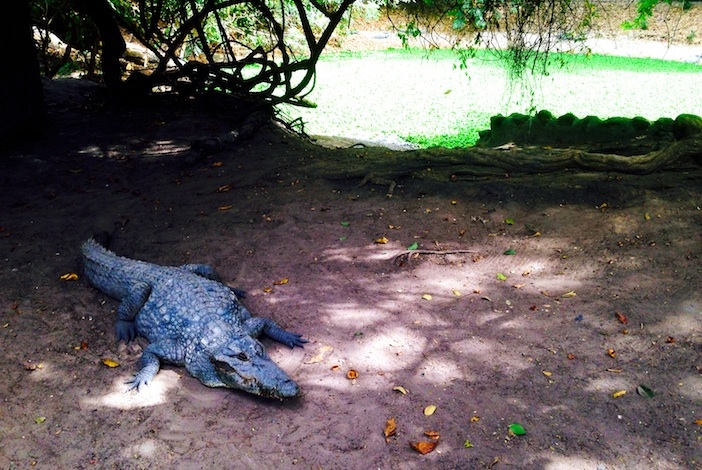 Gambia croc - David C