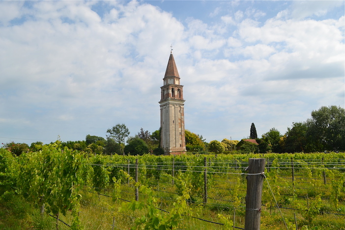 Venissa vineyard