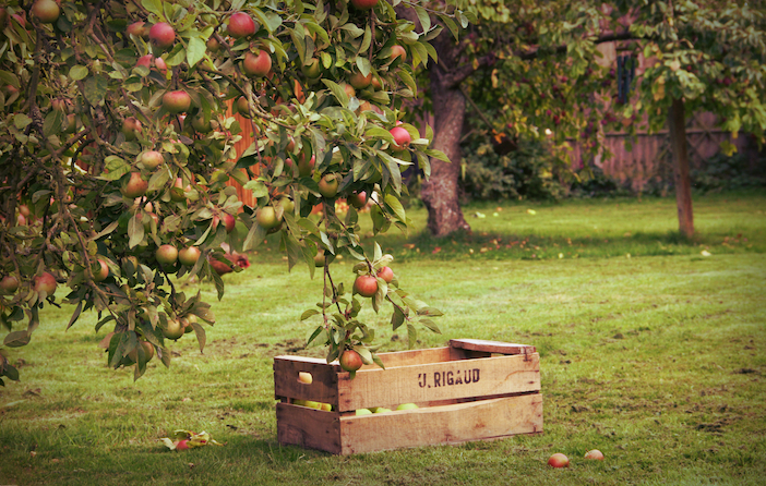 Apple orchard