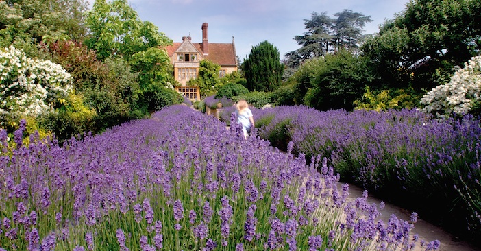 Lavender Garden Le Manoir