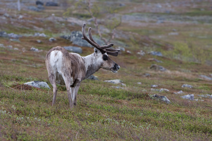 Sweden, Reindeer - Fredrik Broman