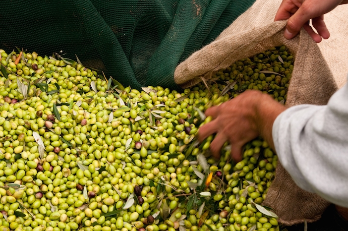 Olive harvesting 3