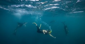 New Zealand’s Natural Wonders, Part III: Marine Wildlife