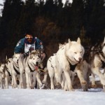 Husky sledding in Gstaad