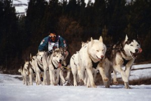Husky sledding in Gstaad