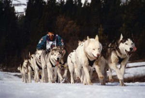 Husky sledding in Gstaad