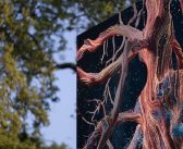 An Ode to an Oak
