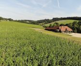 Quiet Perfection in the Chilterns