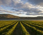 Washington’s Wine Country, Part I: Seattle, Sniffing and the Beginnings of an Education
