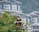 In Primate Position: Intercontinental Danang Sun Peninsula Resort