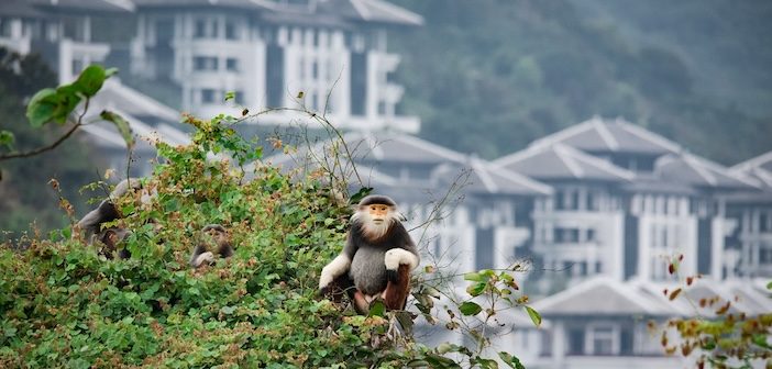 In Primate Position: Intercontinental Danang Sun Peninsula Resort