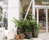 tashas, Battersea Power Station